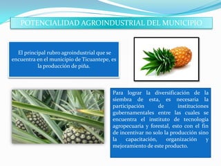 POTENCIALIDAD AGROINDUSTRIAL DEL MUNICIPIO


  El principal rubro agroindustrial que se
encuentra en el municipio de Ticuantepe, es
           la producción de piña.



                                         Para lograr la diversificación de la
                                         siembra de esta, es necesaria la
                                         participación       de      instituciones
                                         gubernamentales entre las cuales se
                                         encuentra el instituto de tecnología
                                         agropecuaria y forestal, esto con el fin
                                         de incentivar no solo la producción sino
                                         la    capacitación,    organización     y
                                         mejoramiento de este producto.
 