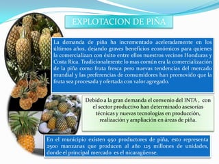 EXPLOTACION DE PIÑA

  La demanda de piña ha incrementado aceleradamente en los
  últimos años, dejando graves beneficios económicos para quienes
  la comercializan con éxito entre ellos nuestros vecinos Honduras y
  Costa Rica. Tradicionalmente lo mas común era la comercialización
  de la piña como fruta fresca pero nuevas tendencias del mercado
  mundial y las preferencias de consumidores han promovido que la
  fruta sea procesada y ofertada con valor agregado.


               Debido a la gran demanda el convenio del INTA , con
                 el sector productivo han determinado asesorías
                  técnicas y nuevas tecnologías en producción,
                     realización y ampliación en áreas de piña.


En el municipio existen 950 productores de piña, esto representa
2500 manzanas que producen al año 125 millones de unidades,
donde el principal mercado es el nicaragüense.
 