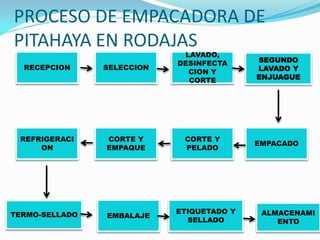 PROCESO DE EMPACADORA DE
PITAHAYA EN RODAJAS
                             LAVADO,
                            DESINFECTA     SEGUNDO
  RECEPCION     SELECCION                  LAVADO Y
                              CION Y
                              CORTE        ENJUAGUE




 REFRIGERACI    CORTE Y      CORTE Y
                                           EMPACADO
     ON         EMPAQUE      PELADO




TERMO-SELLADO               ETIQUETADO Y    ALMACENAMI
                EMBALAJE
                              SELLADO          ENTO
 