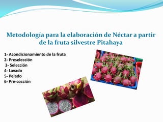 Metodología para la elaboración de Néctar a partir
          de la fruta silvestre Pitahaya
1- Acondicionamiento de la fruta
2- Preselección
3- Selección
4- Lavado
5- Pelado
6- Pre-cocción
 