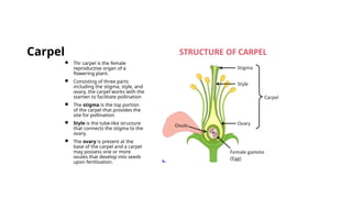 The detailed study of anatomy of vascular plants | PPTX