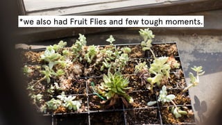 *we also had Fruit Flies and few tough moments.

 