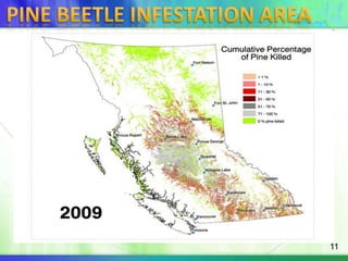 Pine beetle infestation area