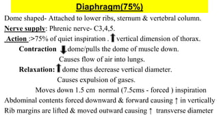 Diaphragm(75%)
Dome shaped- Attached to lower ribs, sternum & vertebral column.
Nerve supply: Phrenic nerve- C3,4,5.
Action :>75% of quiet inspiration . vertical dimension of thorax.
Contraction dome/pulls the dome of muscle down.
Causes flow of air into lungs.
Relaxation: dome thus decrease vertical diameter.
Causes expulsion of gases.
Moves down 1.5 cm normal (7.5cms - forced ) inspiration
Abdominal contents forced downward & forward causing ↑ in vertically
Rib margins are lifted & moved outward causing ↑ transverse diameter
 