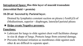 Intrapleural Space: Has thin layer of mucoid transudate
(interstitial fluid + protein)
10-20 ml Secreted by Parietal layer.
Drained by lymphatics constant suction on pleura (-5cmH2O) of
(Mediastinum, superior - diaphragm, lateral)of parietal pleura
★ Helps create Negative pressure.
Functions:
➢ Lubricant for lungs to slide against chest wall facilitates change
in size & shape of lungs. Protects lungs from external damage.
➢ Prevents frictional irritation so membranes slide against each
other & are difficult to separate apart .
 