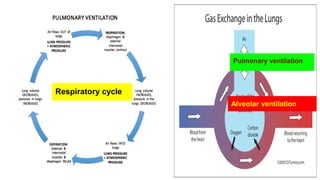 Pulmonary ventilation
Alveolar ventilation
Respiratory cycle
 