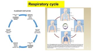 Respiratory cycle
 