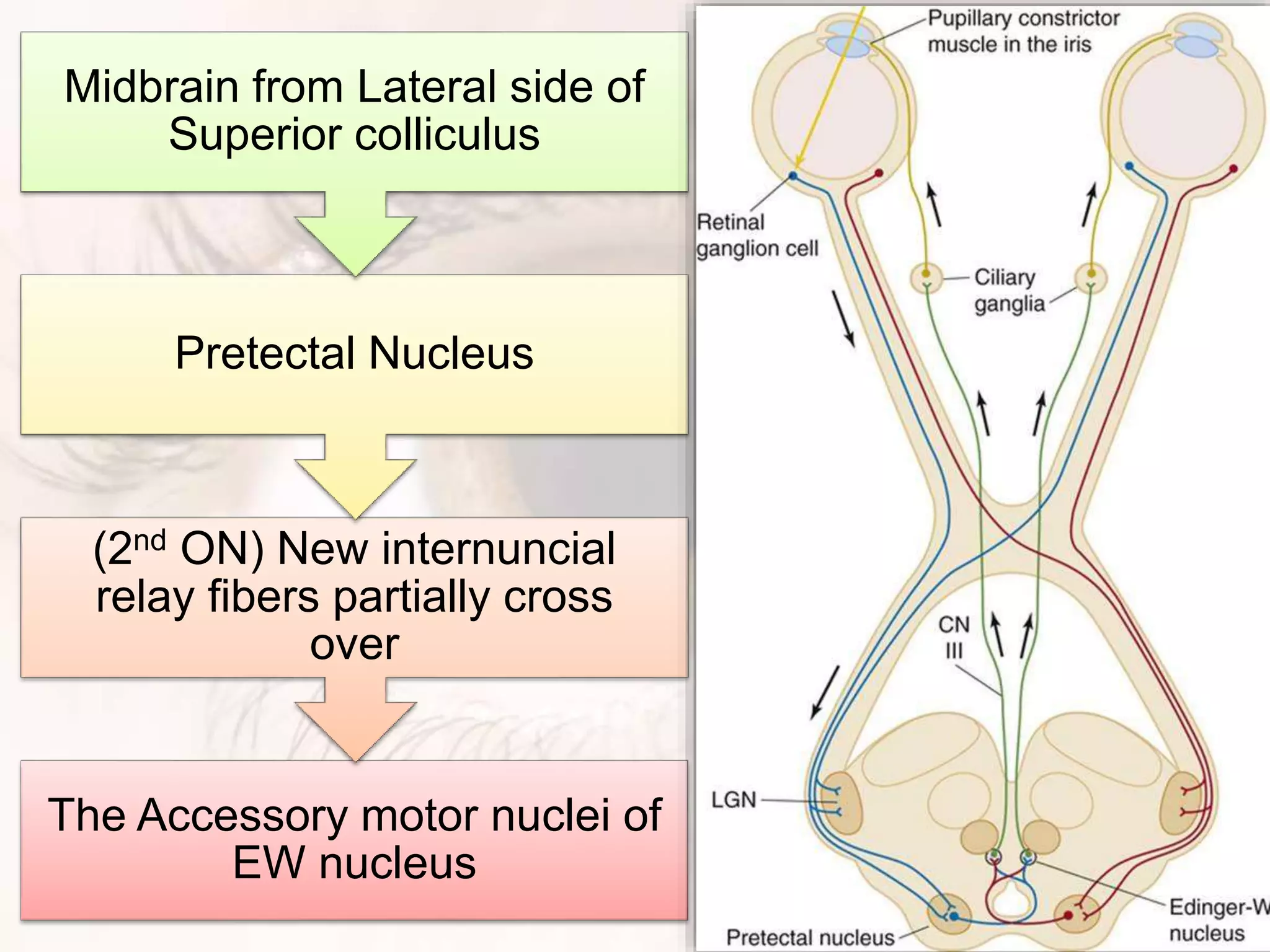 The Accessory motor nuclei of
EW nucleus
(2nd ON) New internuncial
relay fibers partially cross
over
Pretectal Nucleus
Midbrain from Lateral side of
Superior colliculus
 