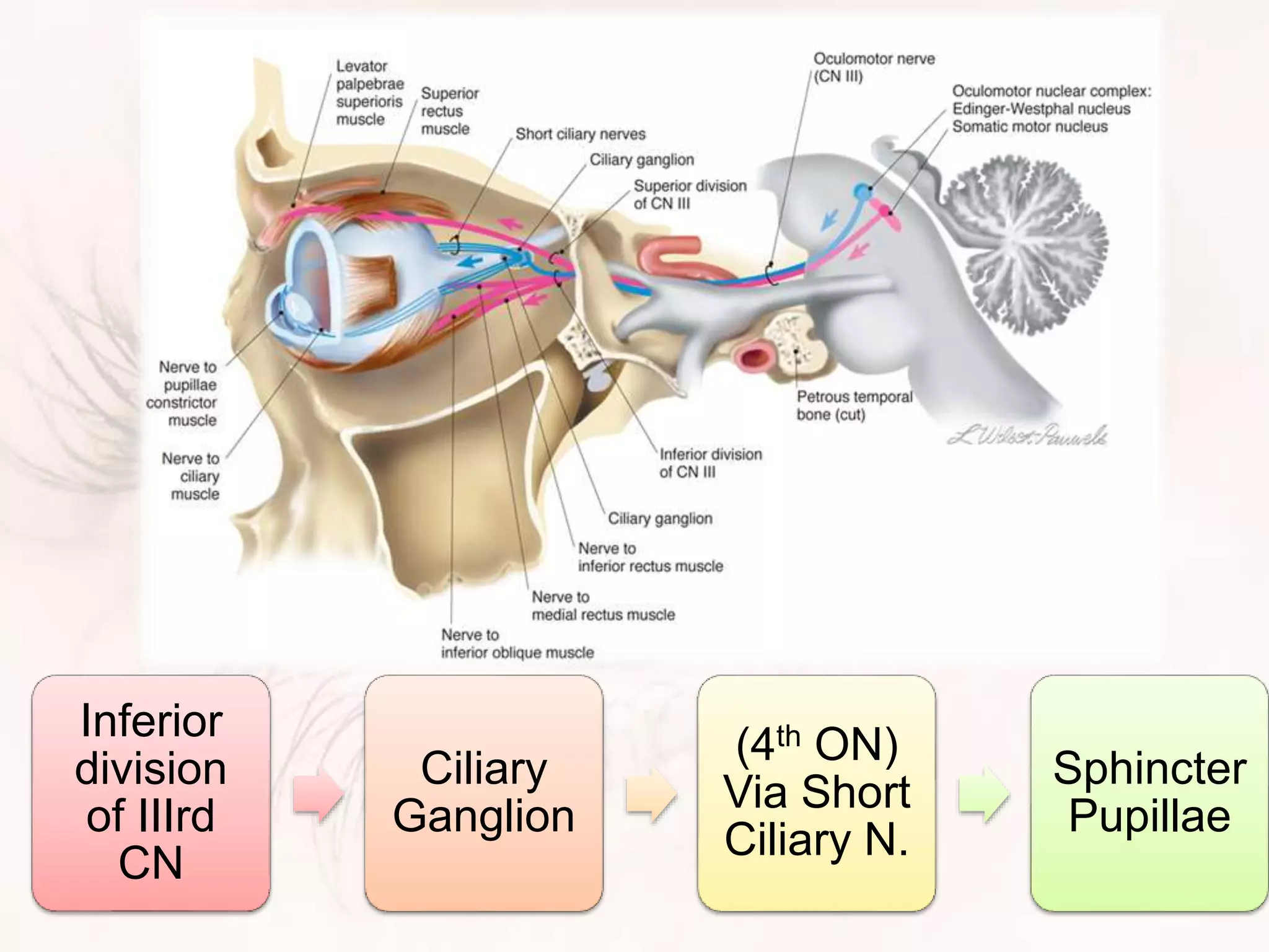 Inferior
division
of IIIrd
CN
Ciliary
Ganglion
(4th ON)
Via Short
Ciliary N.
Sphincter
Pupillae
 
