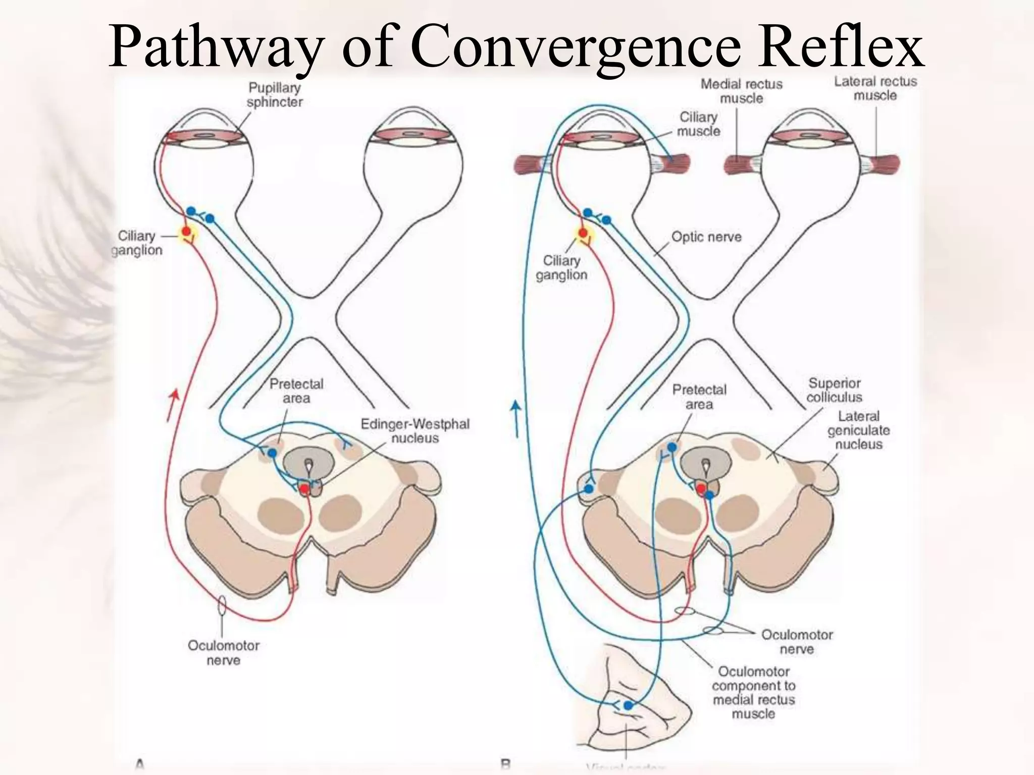 Pathway of Convergence Reflex
 