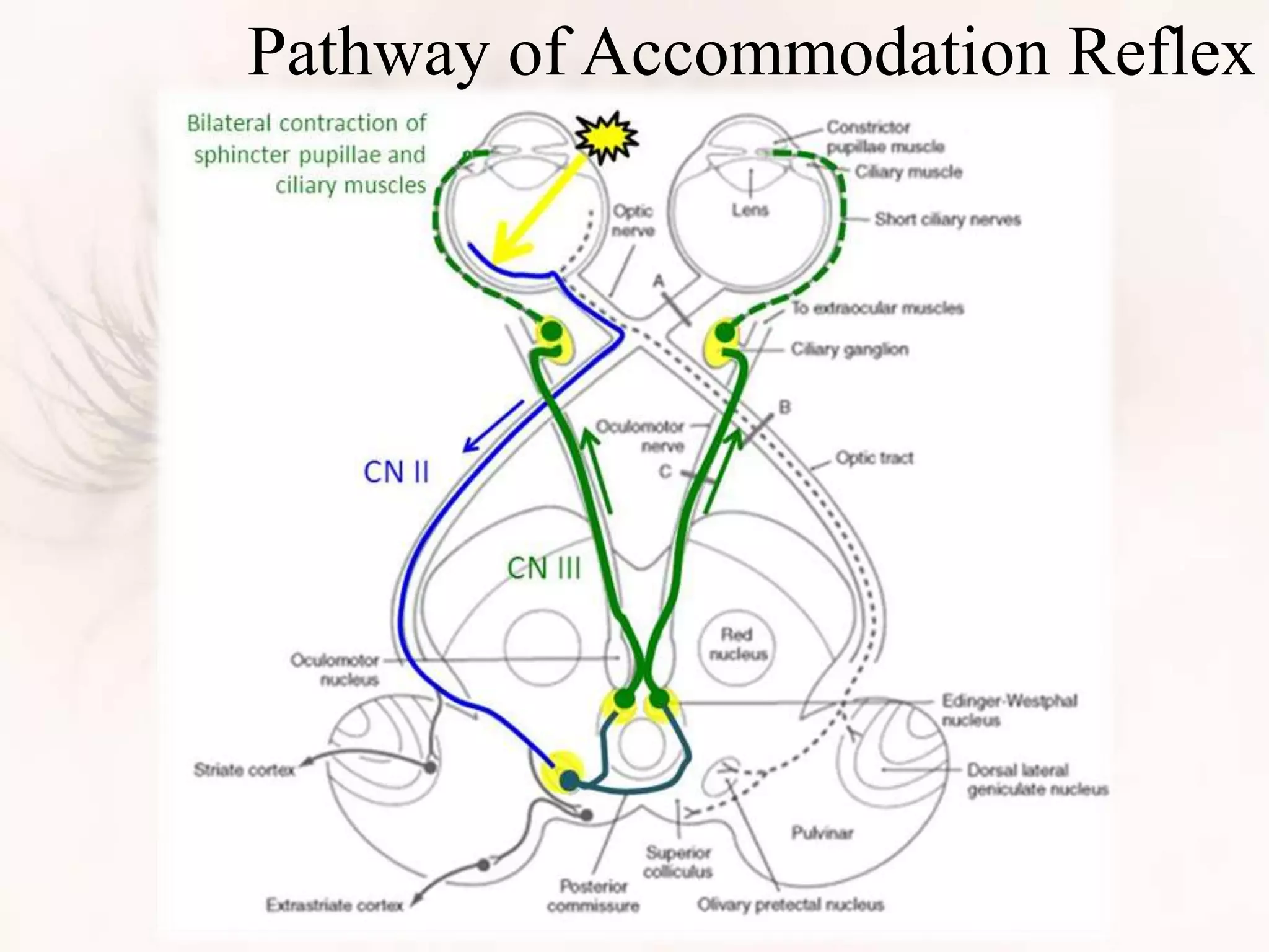 Pathway of Accommodation Reflex
 