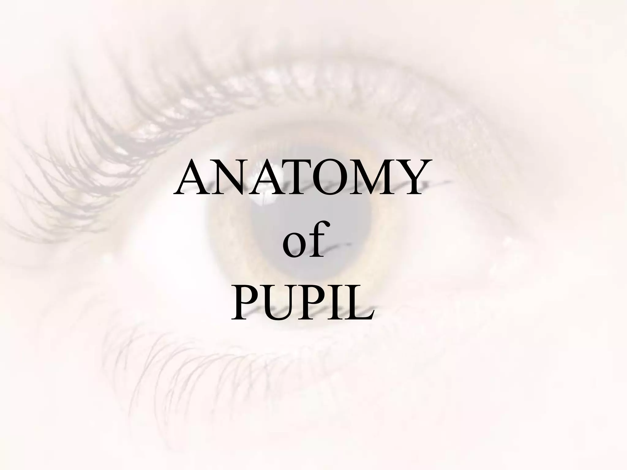 ANATOMY
of
PUPIL
 