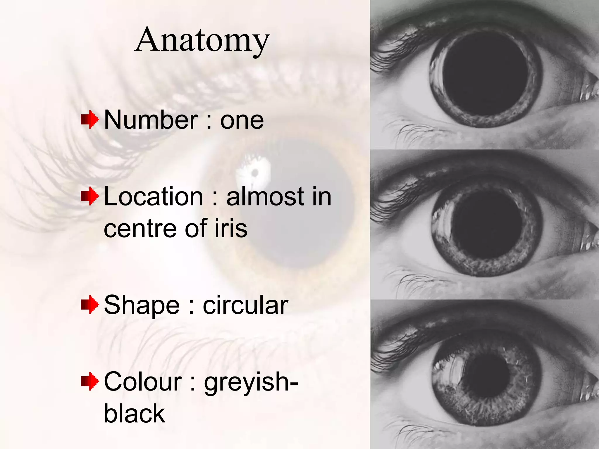 Anatomy
Number : one
Location : almost in
centre of iris
Shape : circular
Colour : greyish-
black
 