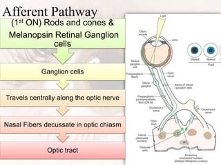 Afferent Pathway
Optic tract
Nasal Fibers decussate in optic chiasm
Travels centrally along the optic nerve
Ganglion cells
(1st ON) Rods and cones &
Melanopsin Retinal Ganglion
cells
 