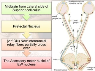 The Accessory motor nuclei of
EW nucleus
(2nd ON) New internuncial
relay fibers partially cross
over
Pretectal Nucleus
Midbrain from Lateral side of
Superior colliculus
 