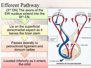 Efferent Pathway
Located inferiorly as it enters
the orbit
Passes laterally to
petroclinoid ligament and
dorsum sellae
Lie on the superficial
dorsomedial aspect as it
leaves the brain stem
(3rd ON) The axons of the
EW nucleus extend into the
IIIrd CN.
 