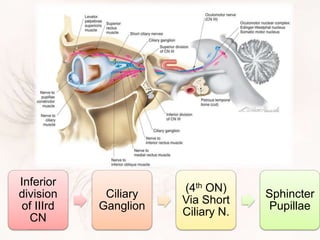 Inferior
division
of IIIrd
CN
Ciliary
Ganglion
(4th ON)
Via Short
Ciliary N.
Sphincter
Pupillae
 