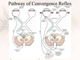 Pathway of Convergence Reflex
 