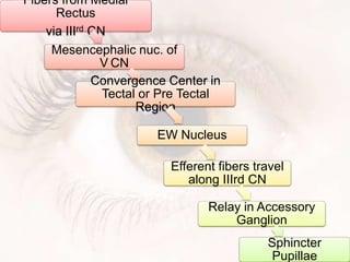 Fibers from Medial
Rectus
via IIIrd CN
Mesencephalic nuc. of
V CN
Convergence Center in
Tectal or Pre Tectal
Region
EW Nucleus
Efferent fibers travel
along IIIrd CN
Relay in Accessory
Ganglion
Sphincter
Pupillae
 