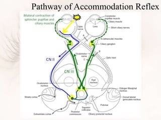 Pathway of Accommodation Reflex
 