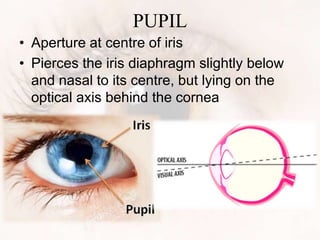 PUPIL
• Aperture at centre of iris
• Pierces the iris diaphragm slightly below
and nasal to its centre, but lying on the
optical axis behind the cornea
 