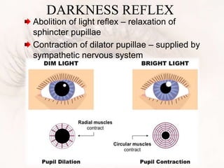 DARKNESS REFLEX
Abolition of light reflex – relaxation of
sphincter pupillae
Contraction of dilator pupillae – supplied by
sympathetic nervous system
 