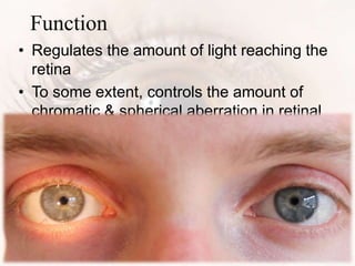 Function
• Regulates the amount of light reaching the
retina
• To some extent, controls the amount of
chromatic & spherical aberration in retinal
images
 