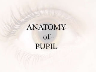 ANATOMY
of
PUPIL
 