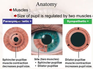 Anatomy
Muscles :
Size of pupil is regulated by two muscles o
iris
 