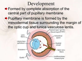 Development
Formed by complete absorption of the
central part of pupillary membrane
Pupillary membrane is formed by the
mesodermal tissue surrounding the margin of
the optic cup and tunica vasculosa lentis.
 