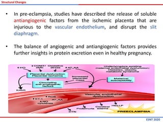 • In pre-eclampsia, studies have described the release of soluble
antiangiogenic factors from the ischemic placenta that are
injurious to the vascular endothelium, and disrupt the slit
diaphragm.
• The balance of angiogenic and antiangiogenic factors provides
further insights in protein excretion even in healthy pregnancy.
ESNT 2020
Structural Changes
 