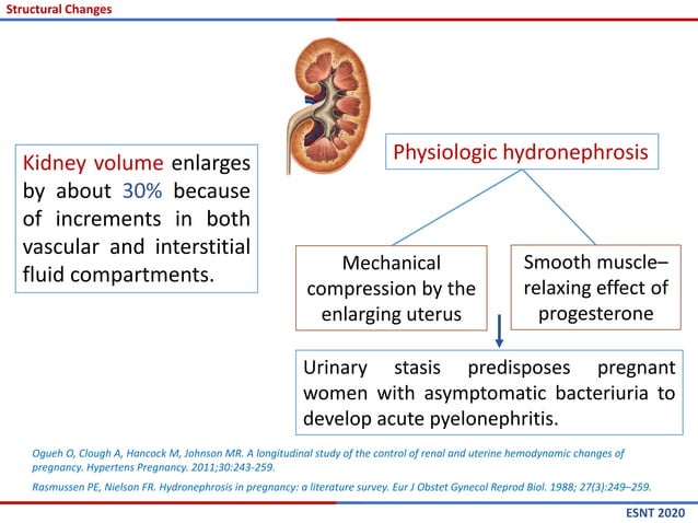 Renal Changes during Pregnancy | PDF | Pregnancy | Reproductive Health