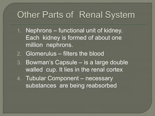 1. Nephrons – functional unit of kidney.
Each kidney is formed of about one
million nephrons.
2. Glomerulus – filters the blood
3. Bowman’s Capsule – is a large double
walled cup. It lies in the renal cortex
4. Tubular Component – necessary
substances are being reabsorbed
 