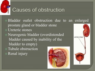  Bladder outlet obstruction due to an enlarged
prostate gland or bladder stone
 Ureteric stones
 Neurogenic bladder (overdistended
bladder caused by inability of the
bladder to empty)
 Tubule obstruction
 Renal injury
 