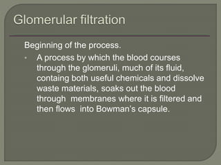Beginning of the process.
• A process by which the blood courses
through the glomeruli, much of its fluid,
containg both useful chemicals and dissolve
waste materials, soaks out the blood
through membranes where it is filtered and
then flows into Bowman’s capsule.
 