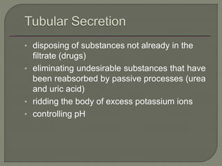 • disposing of substances not already in the
filtrate (drugs)
• eliminating undesirable substances that have
been reabsorbed by passive processes (urea
and uric acid)
• ridding the body of excess potassium ions
• controlling pH
 