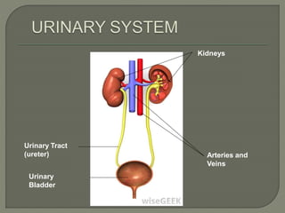Kidneys
Arteries and
Veins
Urinary Tract
(ureter)
Urinary
Bladder
 