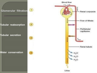 Tubular reabsorption
Tubular secretion
Water conservation
 