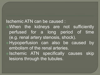 Ischemic ATN can be caused :
When the kidneys are not sufficiently
perfused for a long period of time
(e.g. renal artery stenosis, shock).
Hypoperfusion can also be caused by
embolism of the renal arteries.
Ischemic ATN specifically causes skip
lesions through the tubules.
 