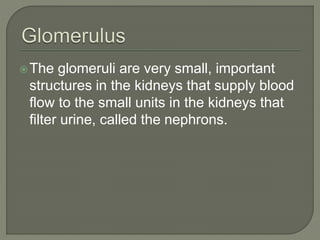 The glomeruli are very small, important
structures in the kidneys that supply blood
flow to the small units in the kidneys that
filter urine, called the nephrons.
 