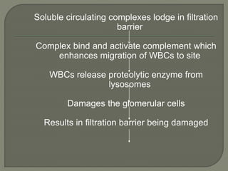 Soluble circulating complexes lodge in filtration
barrier
Complex bind and activate complement which
enhances migration of WBCs to site
WBCs release proteolytic enzyme from
lysosomes
Damages the glomerular cells
Results in filtration barrier being damaged
 