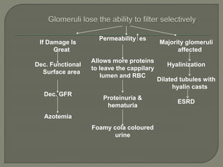 If Damage Is
Great
Dec. Functional
Surface area
Dec. GFR
Azotemia
Majority glomeruli
affected
Hyalinization
Dilated tubules with
hyalin casts
ESRD
Permeability es
Allows more proteins
to leave the cappilary
lumen and RBC
Proteinuria &
hematuria
Foamy cola coloured
urine
 