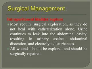 Intraperitoneal bladder rupture
Most require surgical exploration, as they do
not heal with catheterization alone. Urine
continues to leak into the abdominal cavity,
resulting in urinary ascites, abdominal
distention, and electrolyte disturbances.
All wounds should be explored and should be
surgically repaired.
 