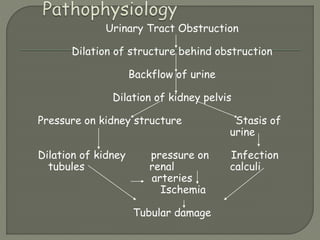 Urinary Tract Obstruction
Dilation of structure behind obstruction
Backflow of urine
Dilation of kidney pelvis
Pressure on kidney structure Stasis of
urine
Dilation of kidney pressure on Infection
tubules renal calculi
arteries
Ischemia
Tubular damage
 