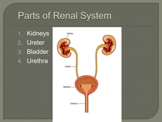 1. Kidneys
2. Ureter
3. Bladder
4. Urethra
 