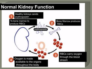 Healthy kidneys sends
erythropoietin
To bone marrow to
produce RBCs
Bone Marrow produces
RBCs
RBCs carry oxygen
through the blood
stream
available to the organs
throughout the body
Oxygen is made
Normal Kidney Function
 