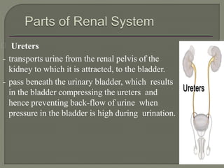 Ureters
- transports urine from the renal pelvis of the
kidney to which it is attracted, to the bladder.
- pass beneath the urinary bladder, which results
in the bladder compressing the ureters and
hence preventing back-flow of urine when
pressure in the bladder is high during urination.
 