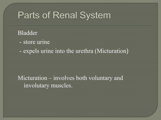 Bladder
- store urine
- expels urine into the urethra (Micturation)
Micturation – involves both voluntary and
involutary muscles.
 