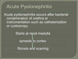 Acute pyelonephritis occurs after bacterial
contamination of urethra or
instrumentation such as catheterization
or cystoscopy.
Starts at renal medulla
spreads to cortex
fibrosis and scarring
 