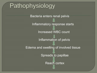 Bacteria enters renal pelvis
Inflammatory response starts
Increased WBC count
Inflammation of pelvis
Edema and swelling of involved tissue
Spreads to papillae
Reach cortex
 